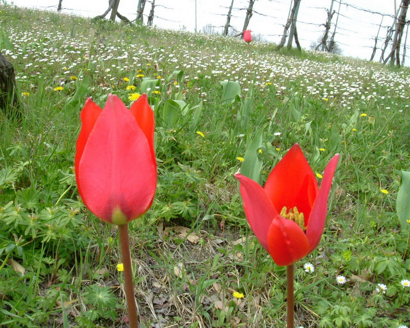 Tulipa agenensis / Tulipano selvatico